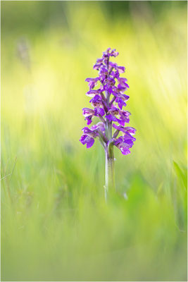 Kleine Hundswurz (Anacamptis morio morio), Baden-Württemberg, Deutschland