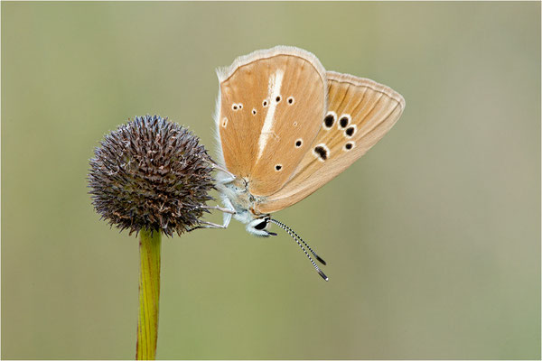 Polyommatus dolus vittatus, Weibchen, Frankreich, Dep. Aveyron