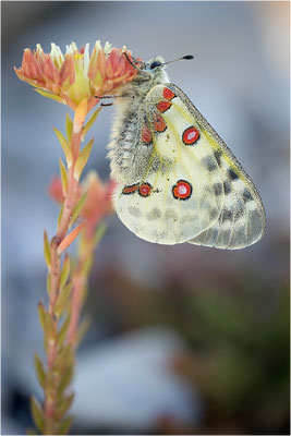 Roter Apollo (Parnassius apollo leovigildus), Frankreich, Dep. Alpes-de-Haute-Provence