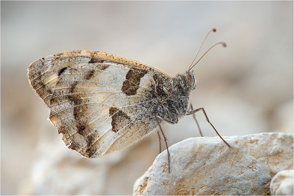 Berghexe (Chazara briseis), Männchen, Frankreich, Dep. Drôme