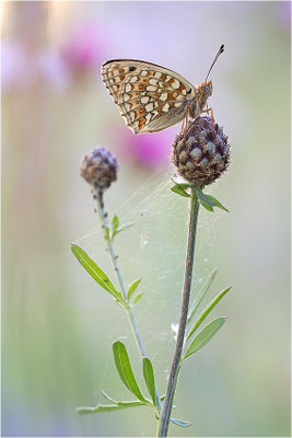 Stiefmütterchen-Perlmutterfalter (Argynnis niobe), Italien, Region Aostatal, 1400m