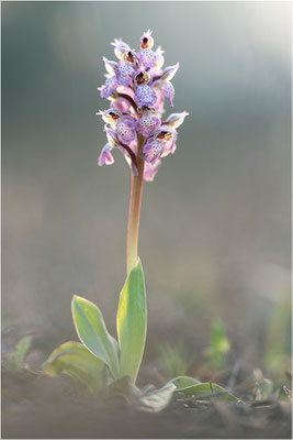 Milchweißes Knabenkraut (Neotinea lactea), Dep. Var, Frankreich