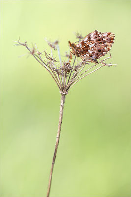 Magerrasen-Perlmuttfalter (Boloria dia), Frankreich, Drôme