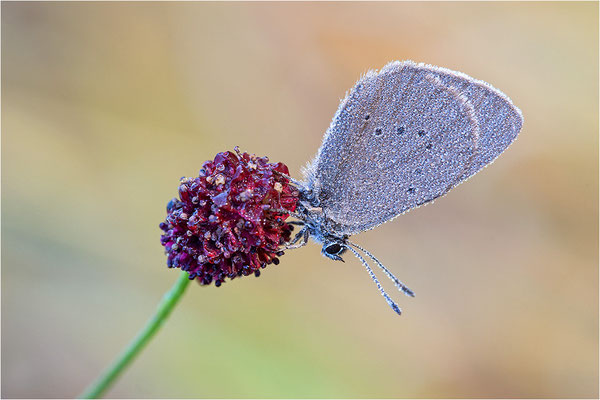Dunkler Wiesenknopf-Ameisenbläuling (Phengaris nausithous), Deutschland, Baden-Württemberg