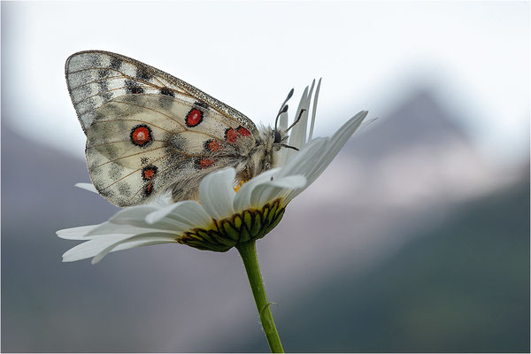 Roter Apollo (Parnassius apollo geminus), Schweiz, Kanton Bern