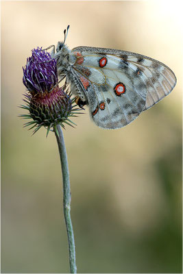 Roter Apollo (Parnassius apollo antijesuitus), Spanien, Provinz Lleida