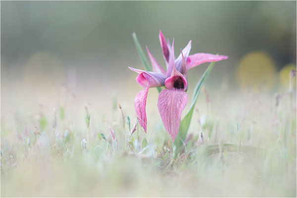 Verkannter Zungenstendel (Serapias neglecta), Frankreich, Var