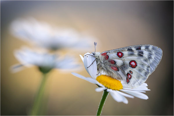 Roter Apollo (Parnassius apollo calmensis), Schweiz, Kanton Fribourg