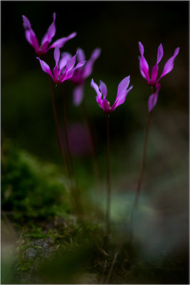 Geschweiftblättriges Alpenveilchen (Cyclamen repandum), Korsika, Frankreich