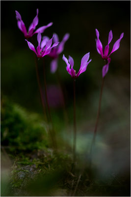 Geschweiftblättriges Alpenveilchen (Cyclamen repandum), Korsika, Frankreich