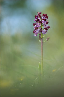 Purpur-Knabenkraut (Orchis purpurea), Frankreich, Drôme