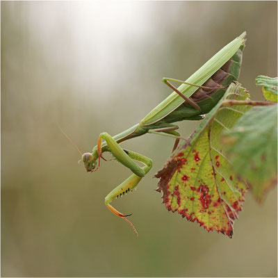 Europäische Gottesanbeterin (Mantis religiosa), Weibchen, Deutschland, Baden-Württemberg