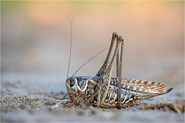 Südlicher Warzenbeisser (Decticus albifrons), Weibchen, Frankreich, Ardèche