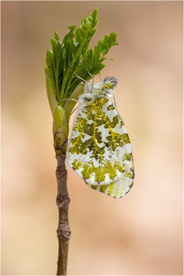 Aurorafalter (Anthocharis cardamines), Weibchen, Deutschland, Baden-Württemberg