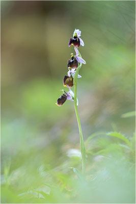 Chesterman´s Ragwurz (Ophrys chestermanii)