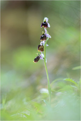 Chesterman´s Ragwurz (Ophrys chestermanii)
