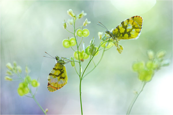 Gelber Aurorafalter (Anthocharis euphenoides), Frankreich, Ardèche