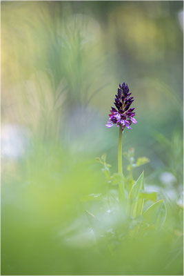 Purpur-Knabenkraut (Orchis purpurea), Deutschland, Baden-Württemberg