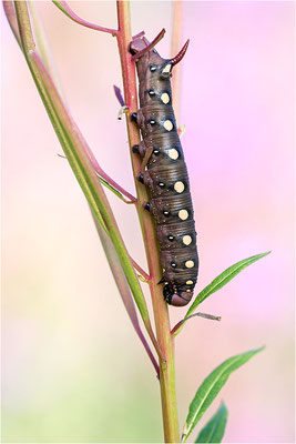 Labkrautschwärmer (Hyles gallii)