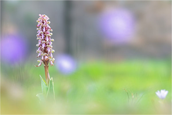 Riesen-Knabenkraut (Himantoglossum robertianum), Provence, Frankreich