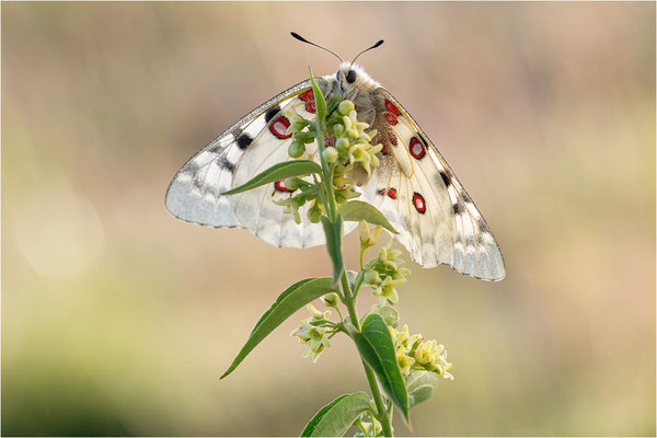 Roter Apollo (Parnassius apollo lozerae), Frankreich, Dep. Lozere