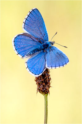Himmelblauer Bläuling (Polyommatus bellargus), Männchen, Deutschland, Baden-Württemberg