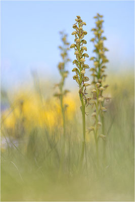 Ohnsporn (Orchis anthropophora), Frankreich, Drôme