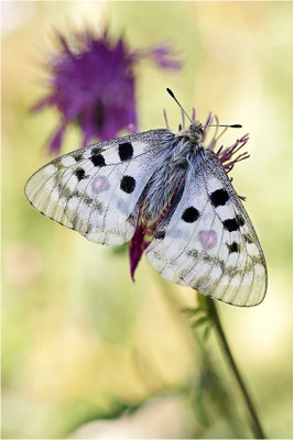 Roter Apollo (Parnassius apollo geminus), Schweiz, Kanton Bern