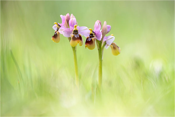 Ophrys tenthredinifera