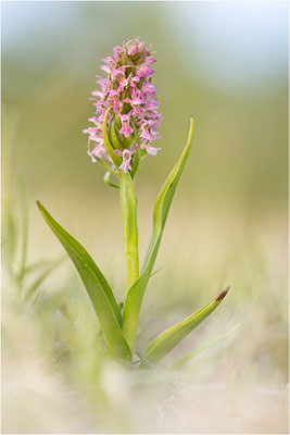 Fleischfarbene Fingerwurz (Dactylorhiza incarnata), Schweden, Gotland