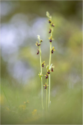 Fliegen-Ragwurz (Ophrys insectifera), Frankreich, Dep. Isere