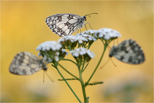 Schachbrettfalter (Melanargia galathea), Männchen, Deutschland, Baden-Württemberg