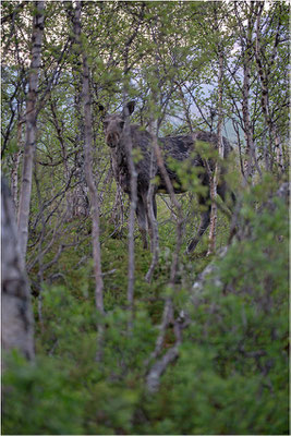 Elch (Alces alces), Schweden, Norrbotten