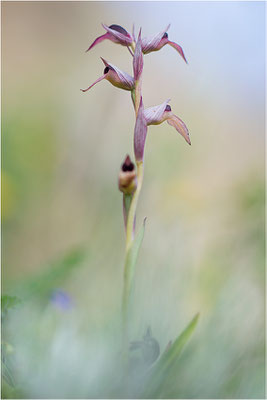 Einschwieliger Zungenstendel (Serapias lingua), Korsika