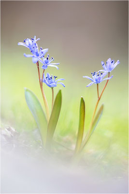 Zweiblättriger Blaustern (Scilla bifolia), Deutschland, Baden-Württemberg