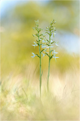 Weiße Waldhyazinthe (Platanthera bifolia), Gotland, Schweden