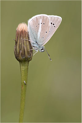 Großer Esparsetten-Bläuling (Polyommatus damon), Männchen, Schweiz, Kanton Bern