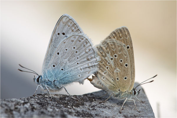 Zahnflügel-Bläuling (Polyommatus daphnis), Paarung, Deutschland, Oberbayern