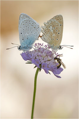 Zahnflügel-Bläuling (Polyommatus daphnis), Paarung, Deutschland, Oberbayern