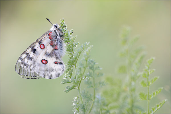 Roter Apollo (Parnassius apollo pedemontanus), Italien, Region Aostatal, 2.100m
