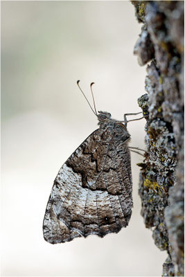 Großer Waldportier (Hipparchia fagi), Frankreich, Drôme