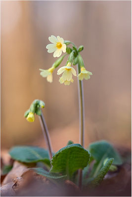 Hohe Schlüsselblume (Primula elatior), Deutschland, Baden-Württemberg