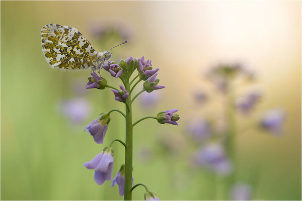 Aurorafalter (Anthocharis cardamines), Weibchen, Deutschland, Baden-Württemberg