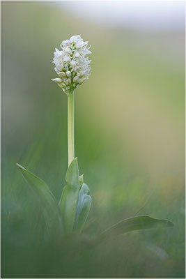 Affen-Knabenkraut (Orchis simia), Frankreich, Isere