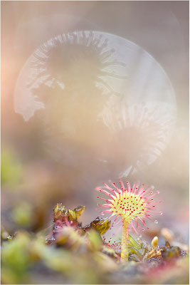 Rundblättriger Sonnentau (Drosera rotundifolia), Schweden, Bohuslän