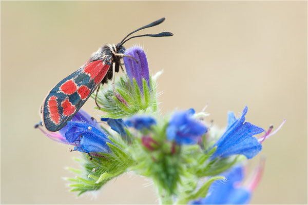 Esparsetten-Widderchen (Zygaena carniolica), Deutschland, Hessen