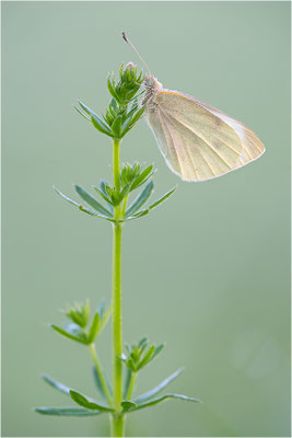 Kleiner Kohlweißling (Pieris rapae), Deutschland, Baden-Württemberg