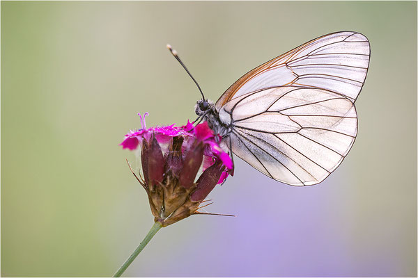 Baumweißling (Aporia crataegi), Italien, Region Aostatal, 1400m