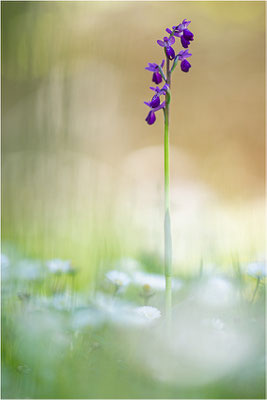 Anacamptis longicornis