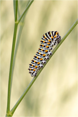Schwalbenschwanz (Papilio machaon)
